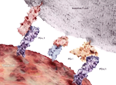 ҩ￪